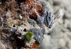 Raja Ampat 2016 - Chromodoris lochi - Loch s Chromodoris - Doris de Loch - IMG_4175_rc